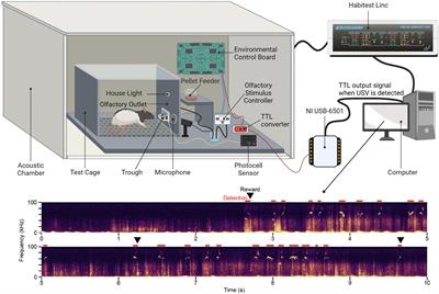 Semi-Automated Training of Rat Ultrasonic Vocalizations